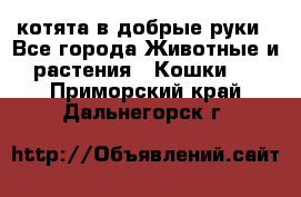 котята в добрые руки - Все города Животные и растения » Кошки   . Приморский край,Дальнегорск г.